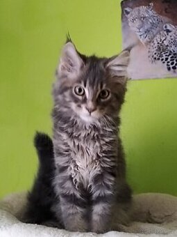 Mainská mývalí koťata bez PP