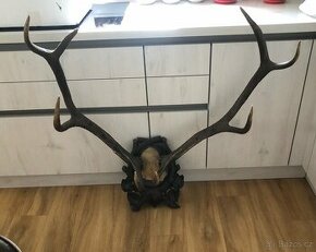 Velké impozantní paroží jelena