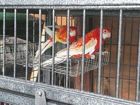 Papoušek zpěvavý, Rozela rubino, Korela albino
