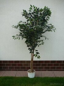Prodám Ficus Benjamina - 1