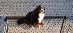Bernský salašnický pes-krytí - 1