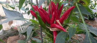 44- CHILLI PAPRIČKY Thai Red
