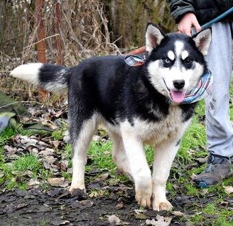 TAMINO K ADOPCI - SKORO ROČNÍ, S DVOUBAREVNÝMA KUKADLAMA - 1