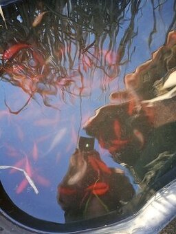 Koi kapr