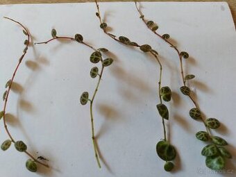 Peperomia prostrata --želvičky