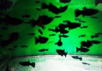Black Molly