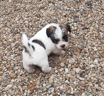 Jack russel terier