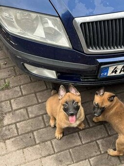 Belgický ovčák malinois
