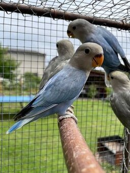 Agapornis růžohrdlý 🦜