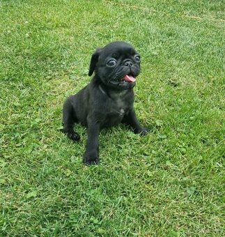 Mops