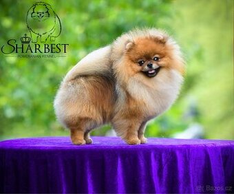 Pomeranian s PP FCI, chovný pes