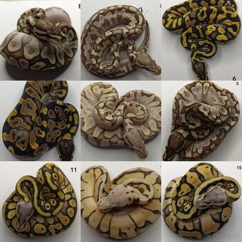 Krajta královská / Python regius