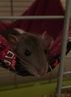 Potkánek dumbo + klec