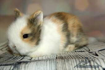 Zakrslí králíčci Teddy s VP (Vánoční miminka)-doprava po ČR