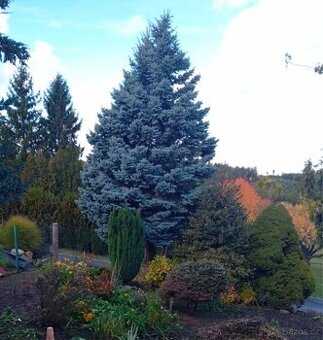 Chvoj ze stříbrného smrku