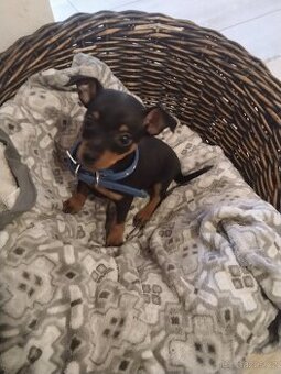 Pražský krysařík