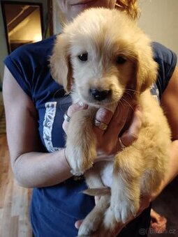 Zlatý retrívr fenka je v rezervaci - 1