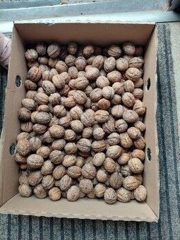 Prodám letošní vlašské ořechy