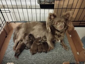 Čivava dlouhosrstá