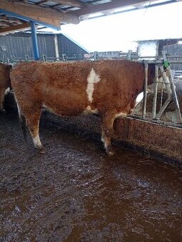 jalovice masný simentál - eko chov