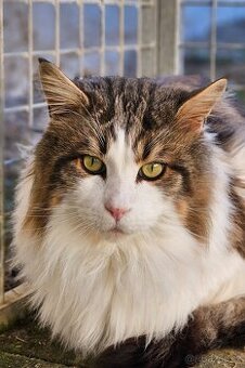 Mainský mývalí kocour