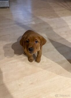 Labradorský retrívr Red Fox s PP (štěňátko).