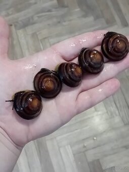 Africký šnek Caracolus sagemon cuba striped