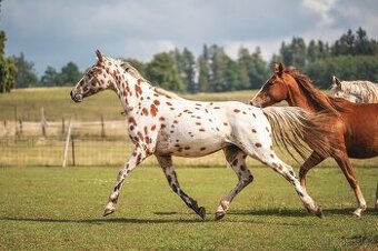 Nádherná klisna sportovního knabstruppera
