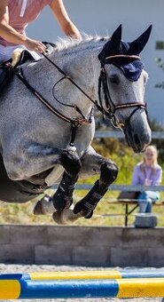 rose gold sada equestro, uzdečka, otěže, poprsák s martingal