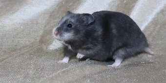 Křeček syrský s PP - Judy