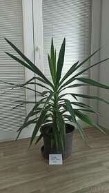Pokojová rostlina / palma Juka / Yucca