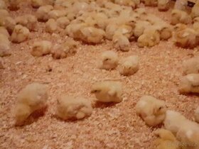 Brojlerová kuřata