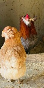 Araucana kurčatá- nasadove vajíčka - 1