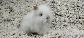 Zakrslý králík, králíček (TEDDY) - JASMÍNA