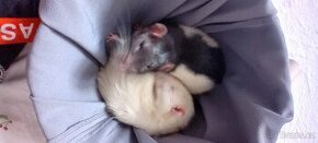 Prodávám dva potkany  laboratorní