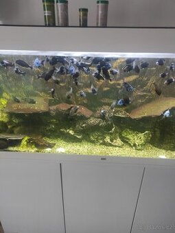 Tropheus bemba - 1