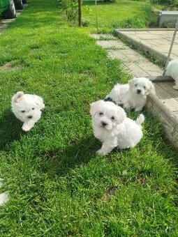 Maltipoo - 1