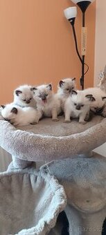 Ragdoll kotatka