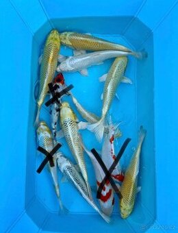 Koi kapr