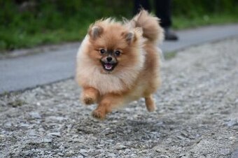Pomeranian s PP