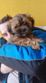Prodám štěňátka Lhasa Apso
