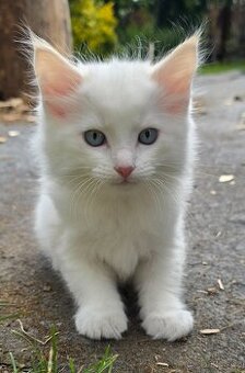Ragdoll bez PP - kocourek, Flame Point, odběr 2 pol června