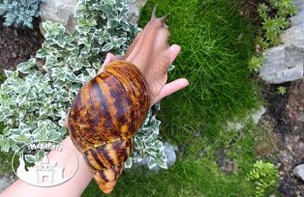 Africký šnek Archachatina marginata ovum XXL Snails