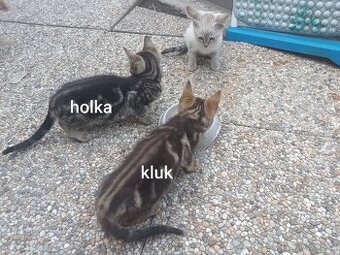 Daruji koťata
