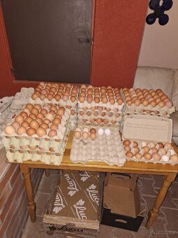 Čerstvá vajíčka z domácího velkochovu ( v textu)