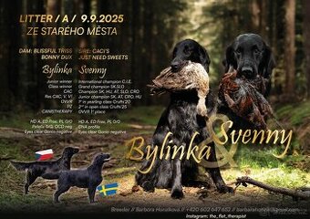 Flat Coated Retriever s PP - krásná a výjimečná štěňátka