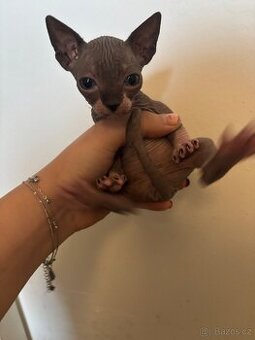 Prodám koťátka sphynx