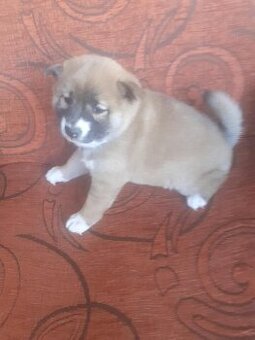 Shiba inu