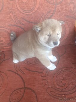 Shiba inu