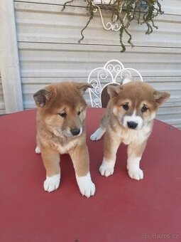 Shiba inu